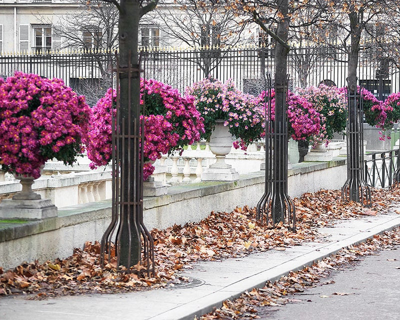 Paris Photography, Pink Mums Paris Print, Large Art Print Fine Art Photography, Gift for Her